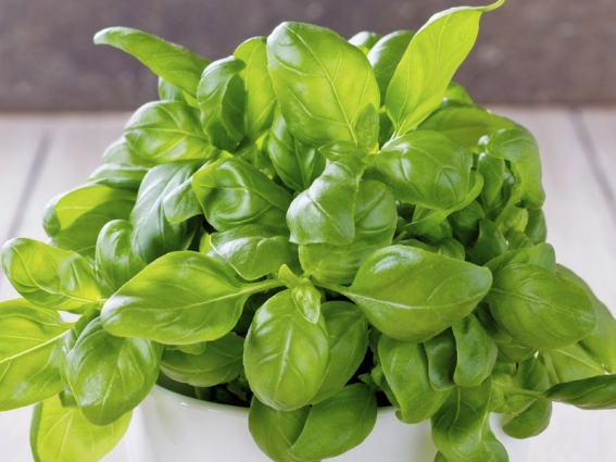 basil growing in a pot against stone background