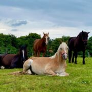 Pozitív változás az állatvédelemben – Hotel Szépalma & Gut Aiderbichl: a fantasztikus ménesbirtok idős lovaknak és más állatoknak