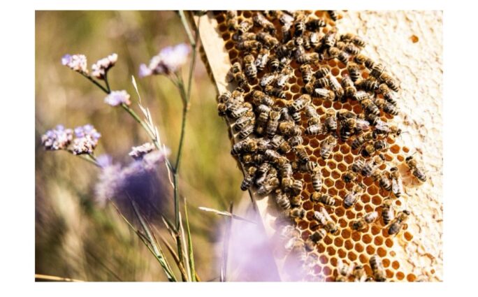 5 irigylésre méltó méh-tulajdonság